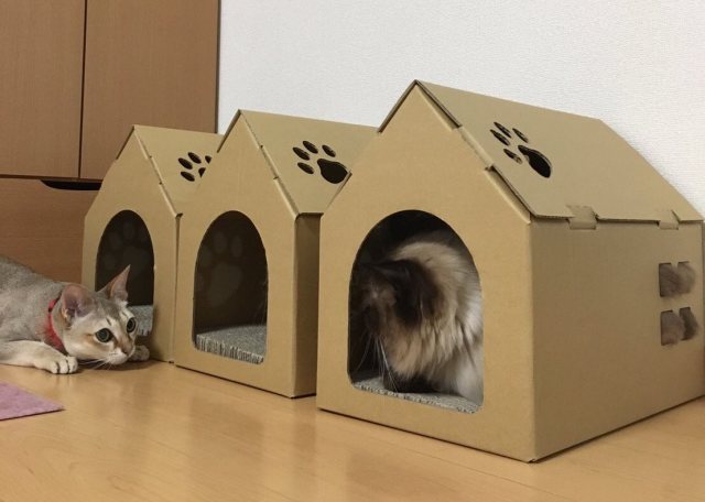 ペット ダンボール製の猫ハウス キャッツプレイハウス ダンボール家具 知育グッズのトーレーショップ 通販 販売